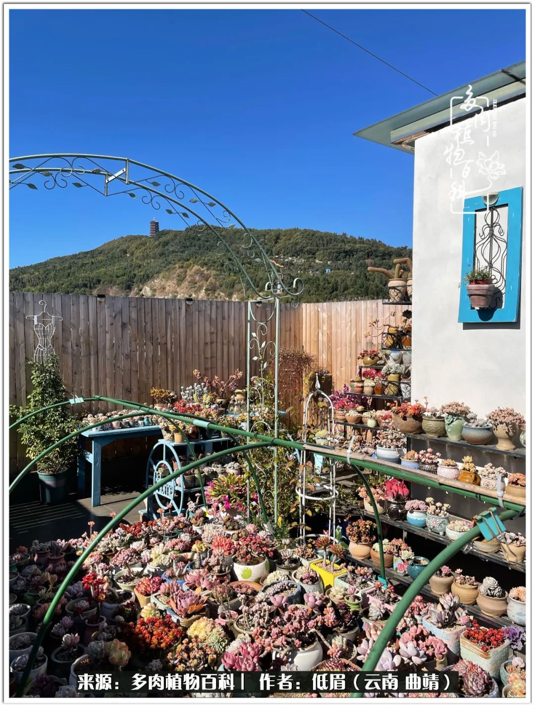 玉露多肉冬季分盆,玉露多肉怎样才能晶莹剔透