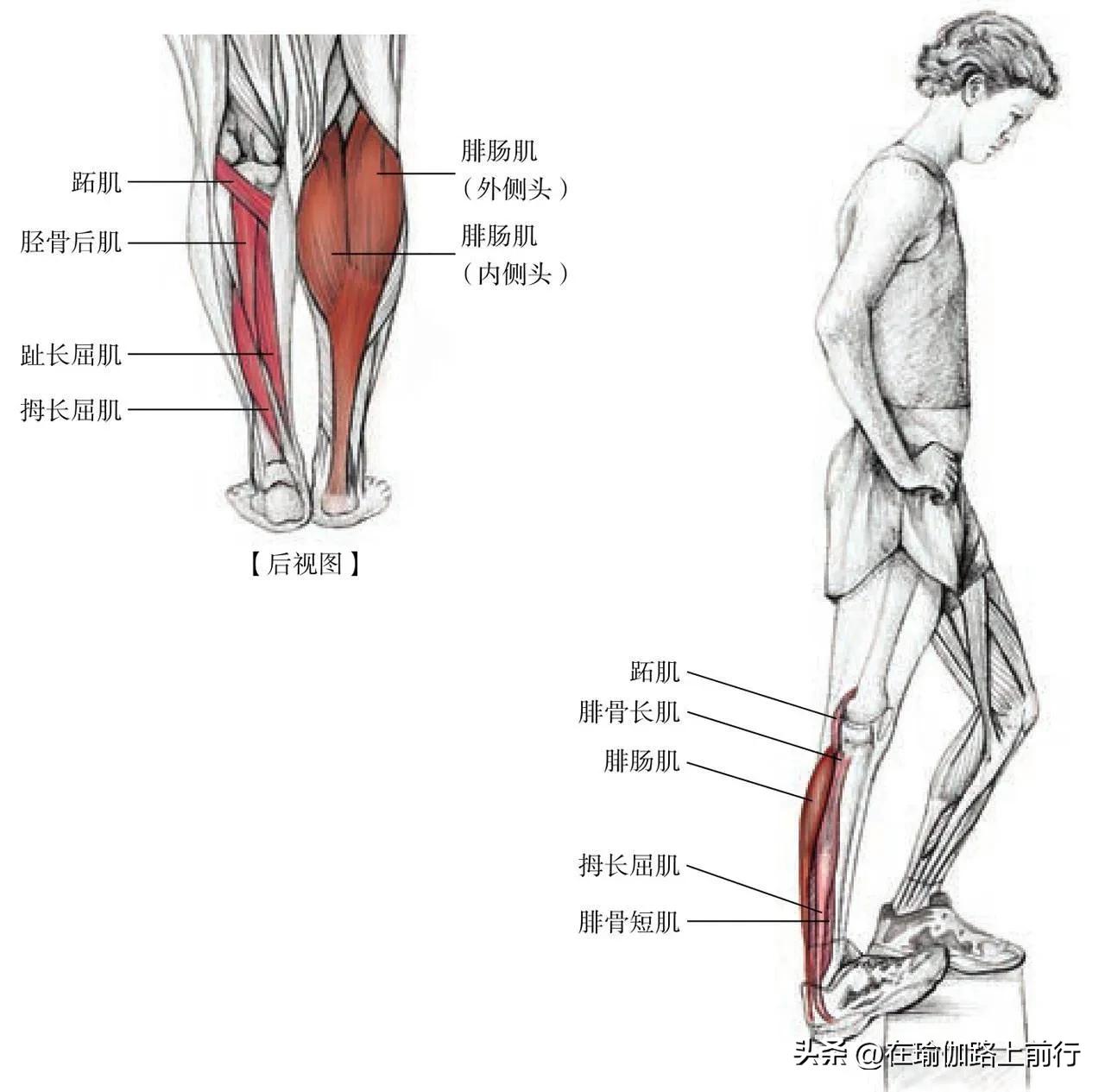 拉伸小腿肌肉神器,拉伸小腿肌肉