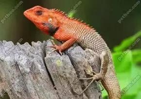 疫情在家刷单被骗的经历,疫情期间刷单违规吗