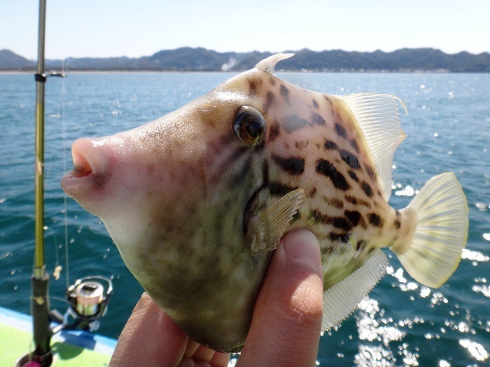 钓鱼技术普及篇,八年钓鱼总结分享给所有钓鱼新手