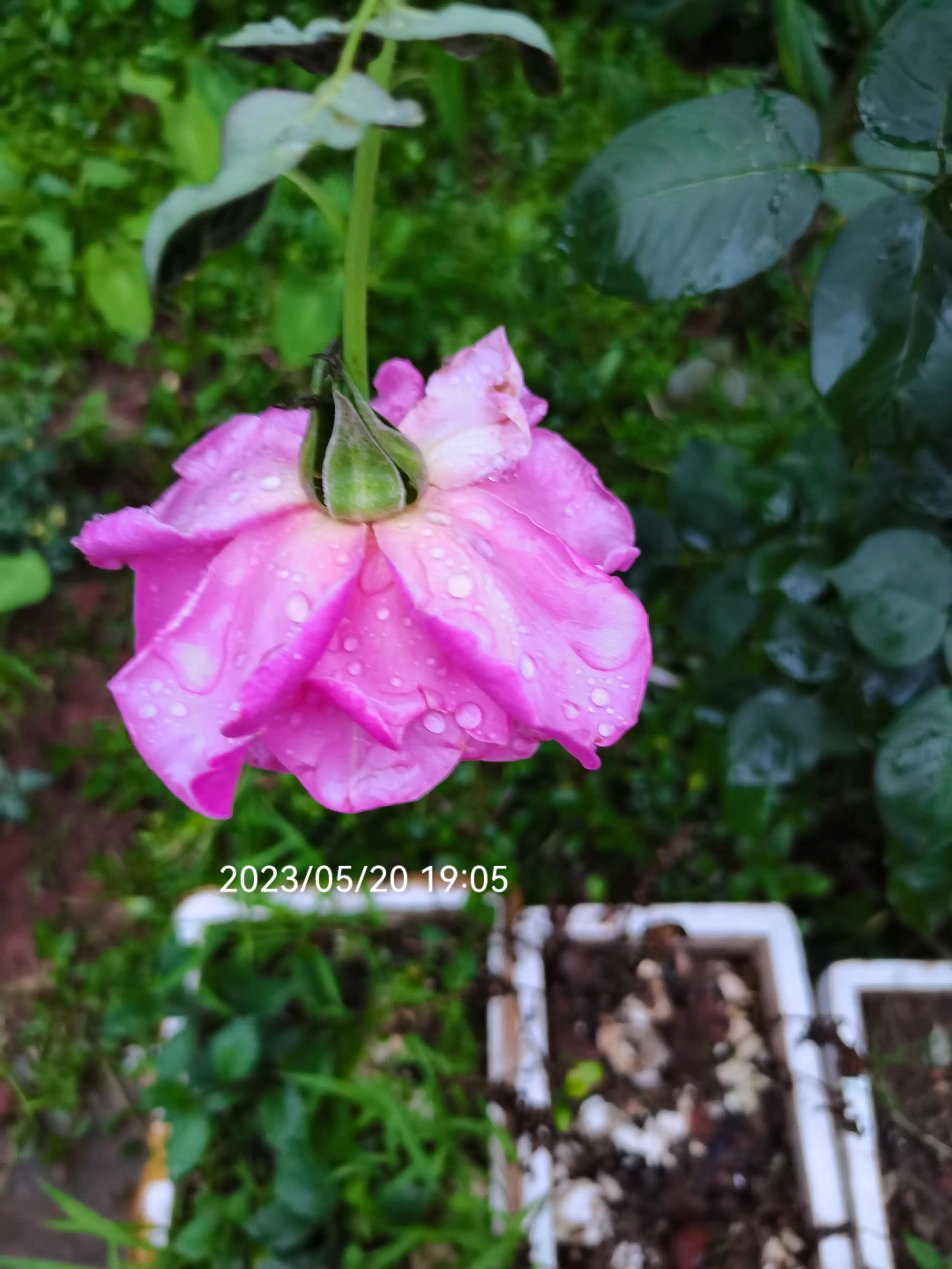 网红卖崽青蛙到处发疯,网红卖崽青蛙落网他们做错了什么