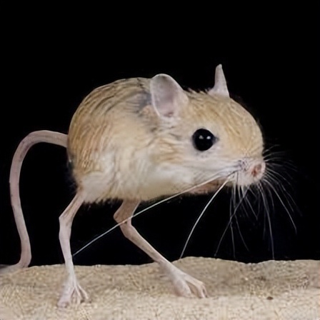 10种最可爱的动物,50种可爱动物