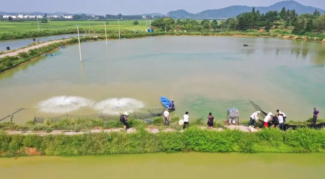 黄颡鱼腹水不吃料怎么办,黄颡鱼腹部有积水怎么解决