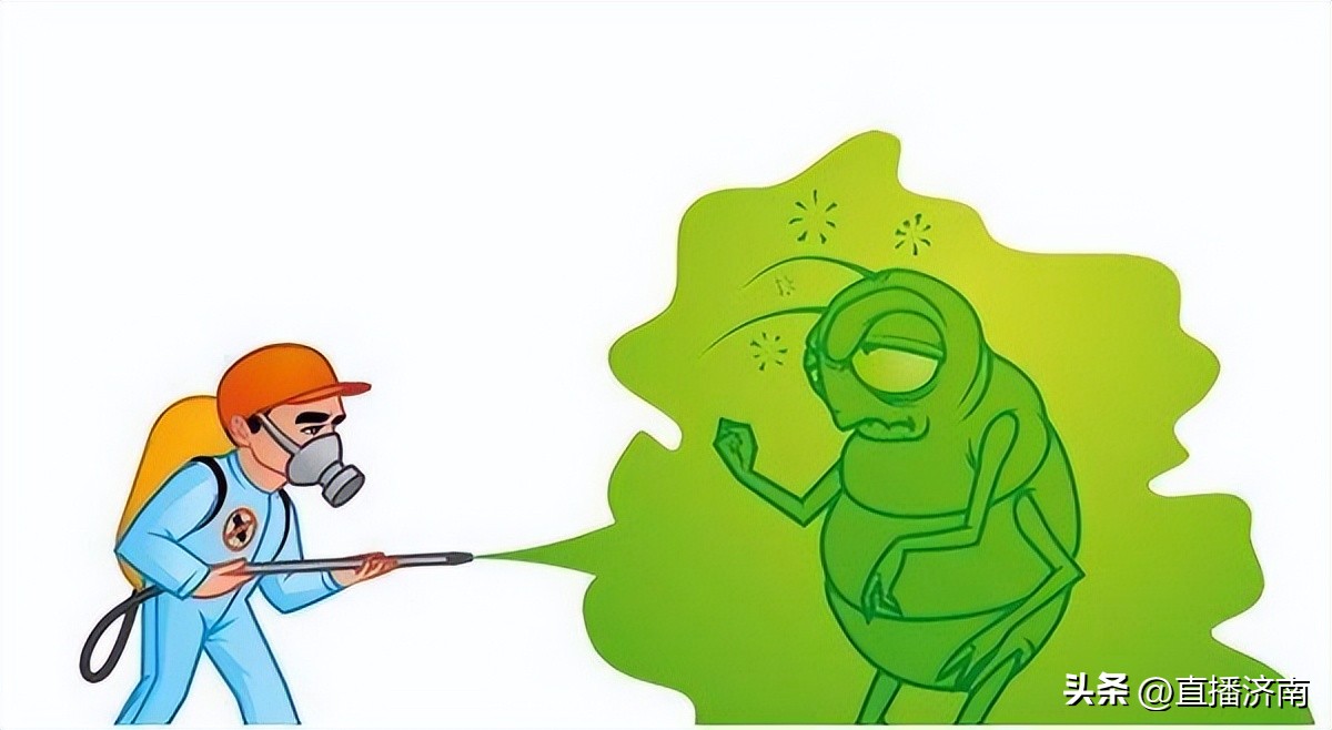 怎么把蟑螂去掉蟑螂最怕什么,彻底消灭蟑螂的小妙招蟑螂最怕它