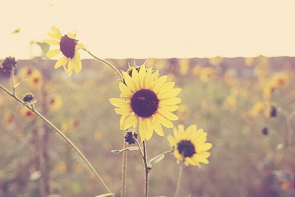 朋友相处之道的经典语录,做人对朋友最基本的原则