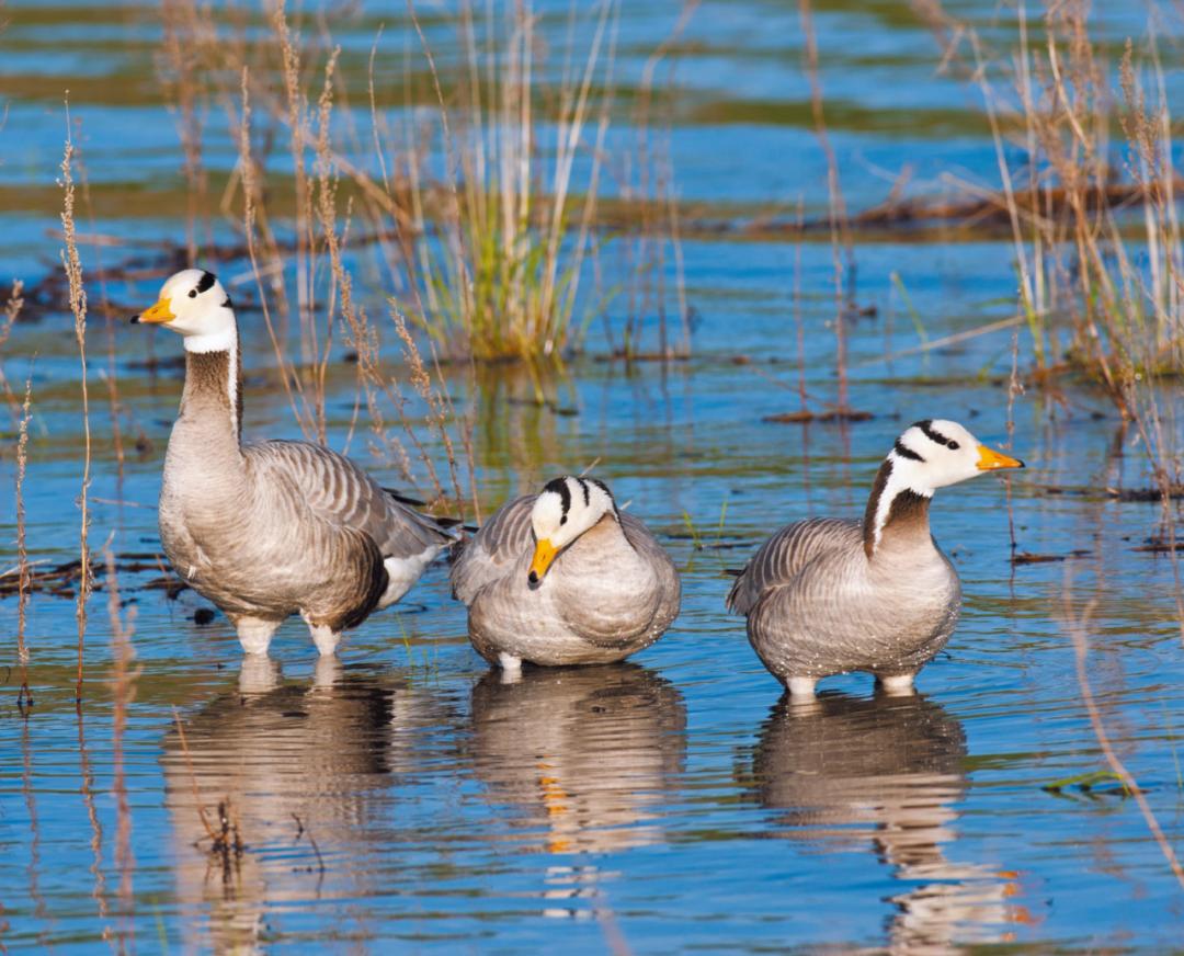 湿地可以开发什么旅游项目,黑龙江旅游必去十大湿地排名