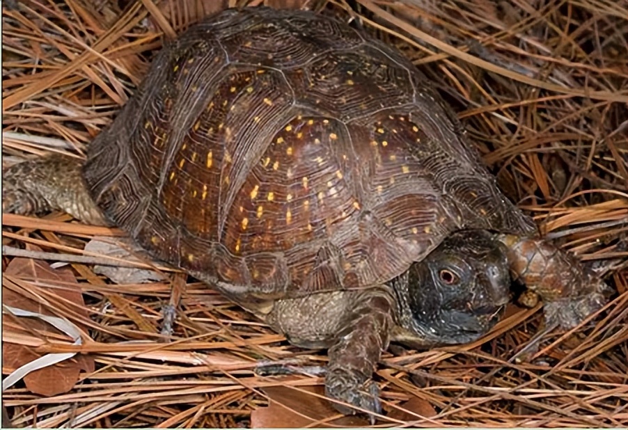 养北美鳄龟的龟友,箱龟种类图片大全