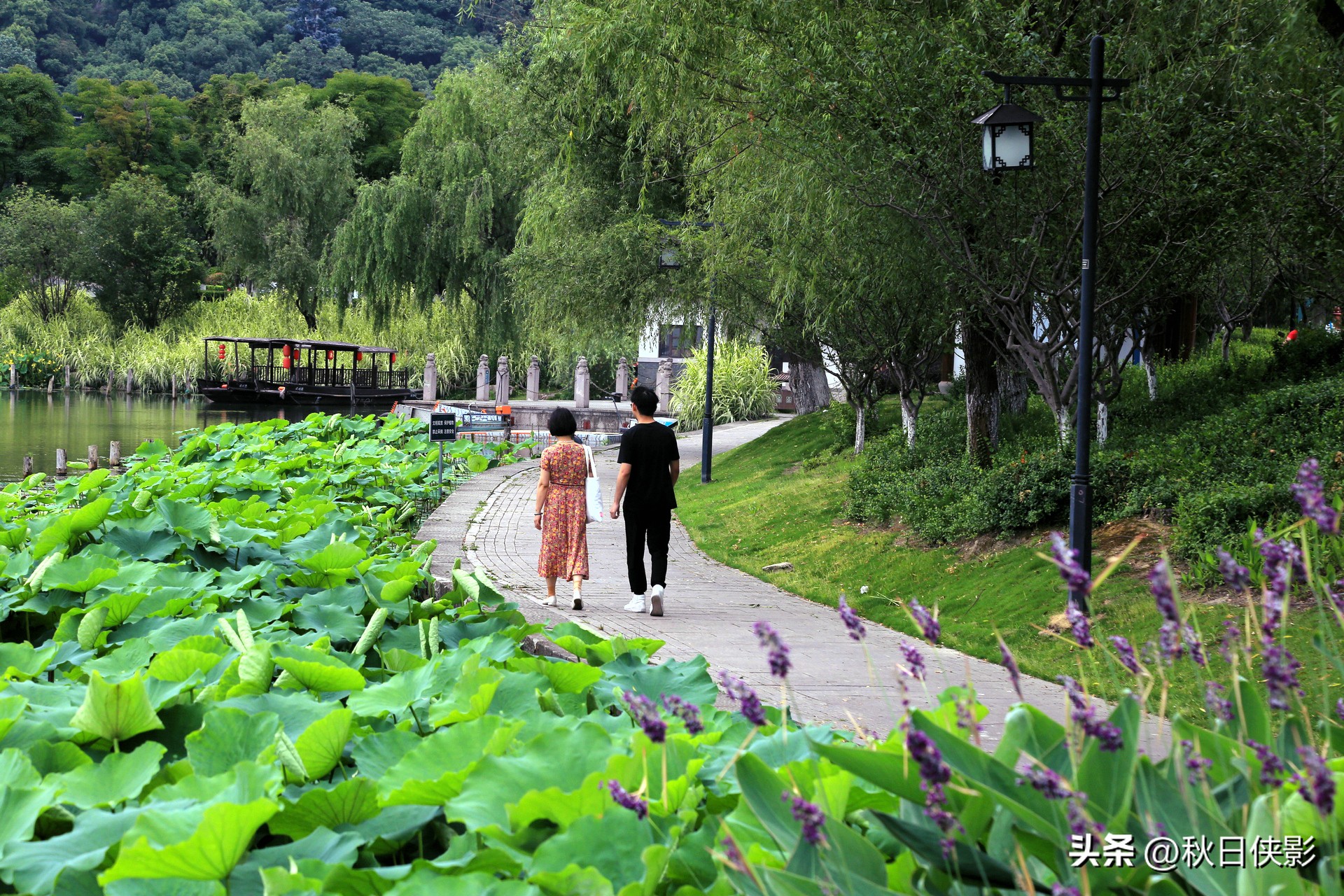 杭州西湖荷花旅行,杭州西溪湿地端午节值得玩的地方