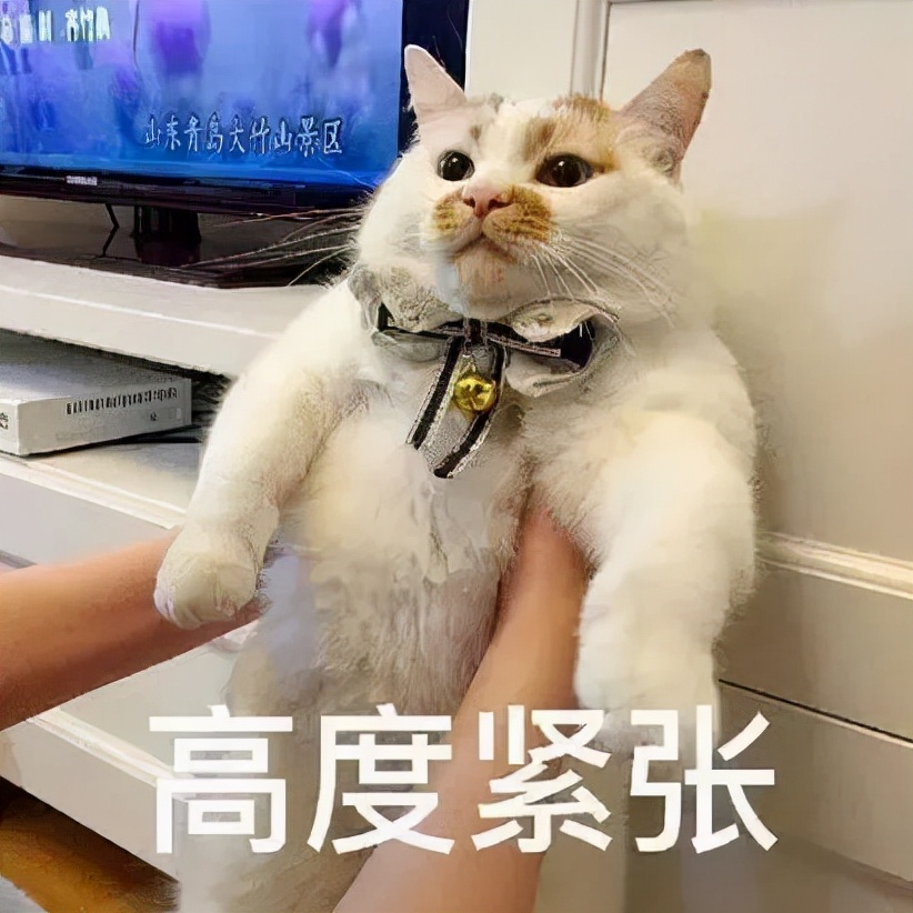 猫咪中毒了该怎么救,猫咪中毒怎么解救