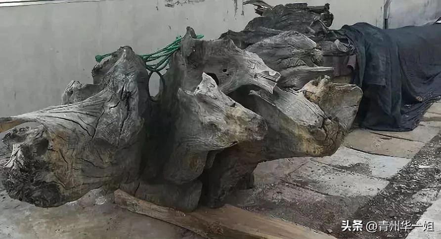 顶级金丝楠乌木有收藏价值吗,金丝楠阴沉木乌木小叶桢楠碳化木