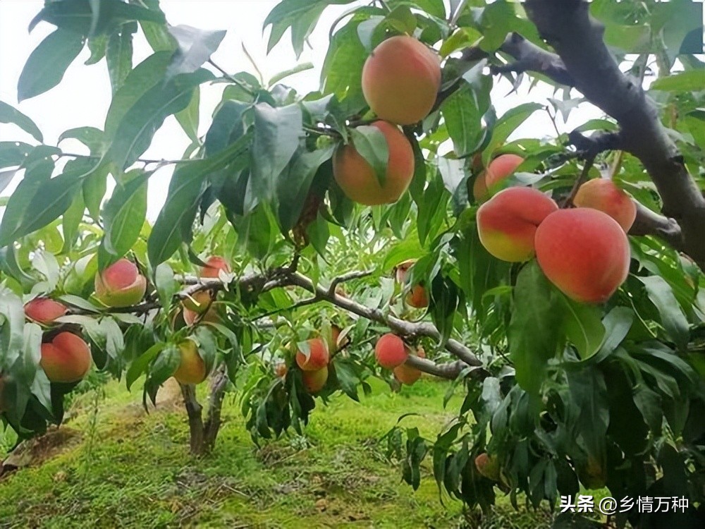 水果种植小技巧果园,新鲜水果的种植技术与管理