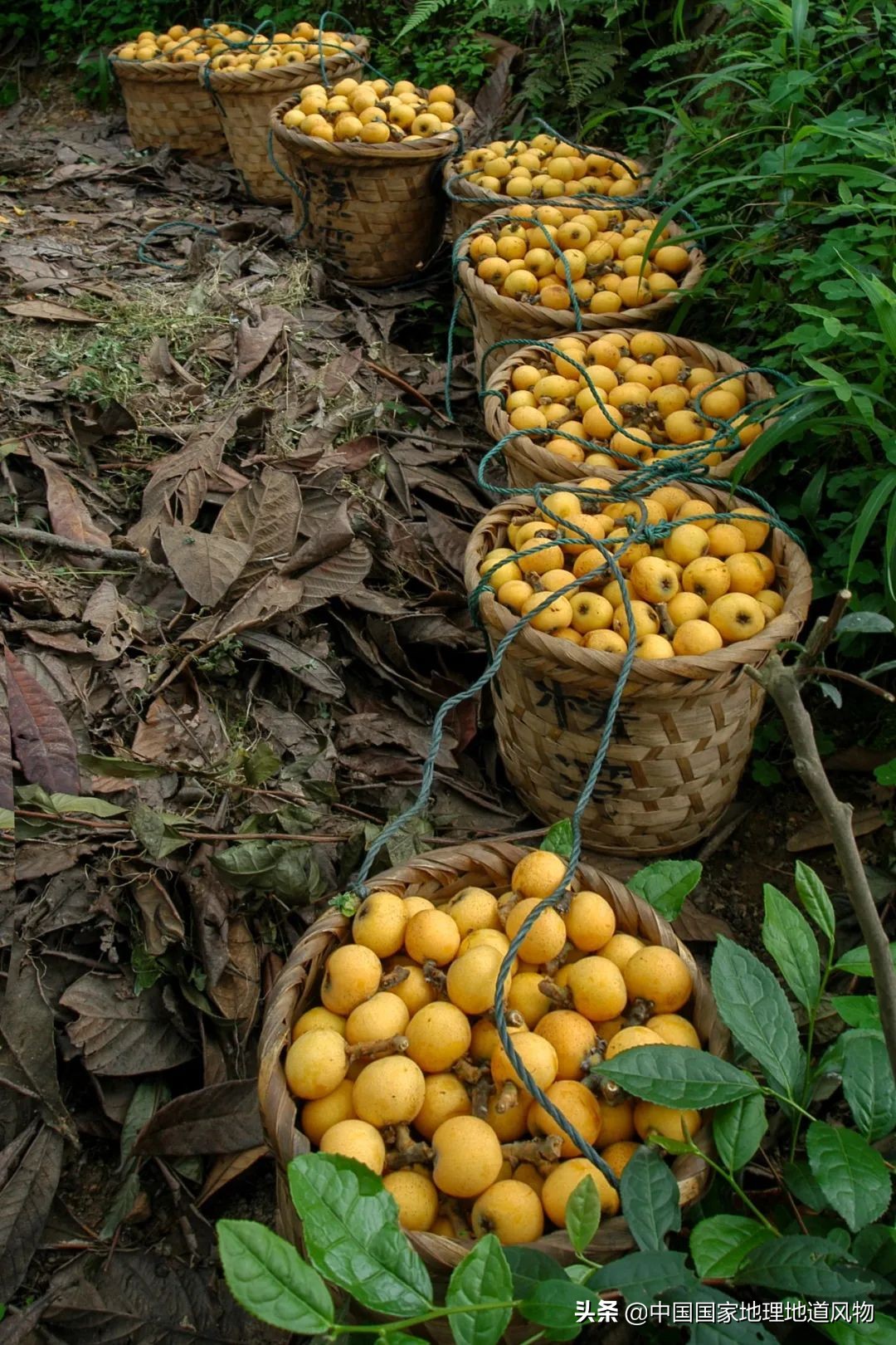 北方人认识枇杷吗,南方人有多爱嗦粉