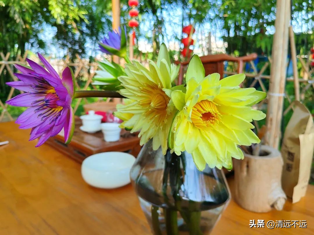 清远这里九品香莲花飘香离市区仅15分钟车程新鲜采摘泡茶美容养颜