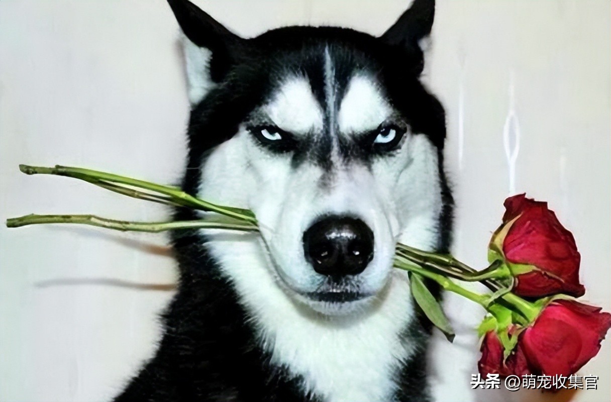 萨摩耶是哪个国家的品种？雪橇三傻的微笑天使，你会想养它吗？