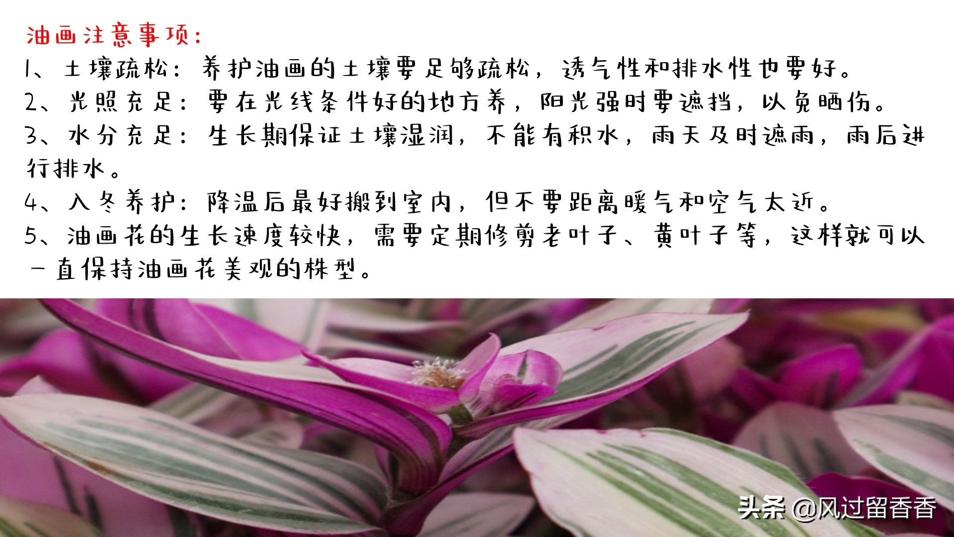 阳台养花教程推荐,阳台养花教程新手入门