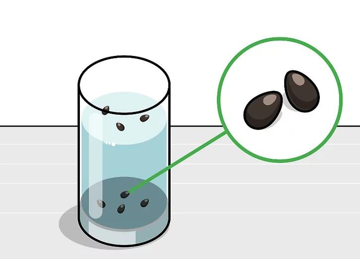 怎么种植莲花盆栽,如何种植莲花芋头