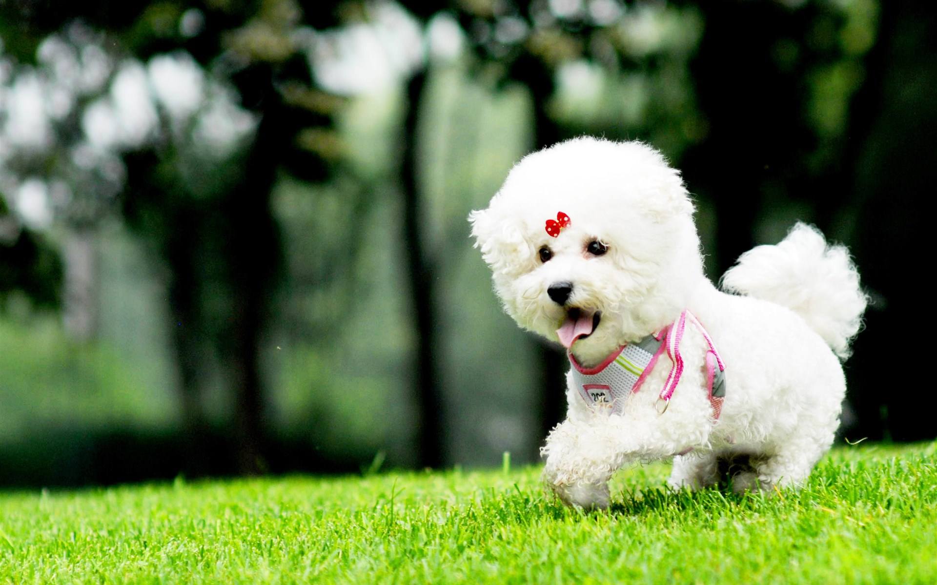 比熊犬容易得的病,比熊犬容易得五种病