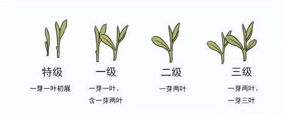 茶叶怎么买才知道是好茶,买茶时要留意这5种茶