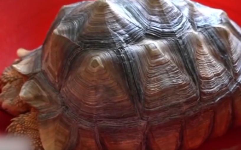 北京男子捡到乌龟饲养7年,北京男子捡到乌龟养了8年