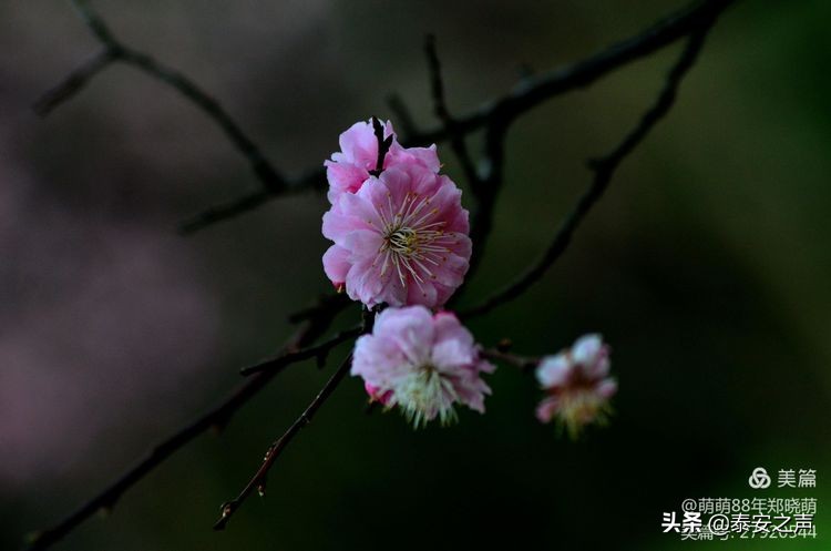 春风拂柳梅花开,桃李春风梅花开