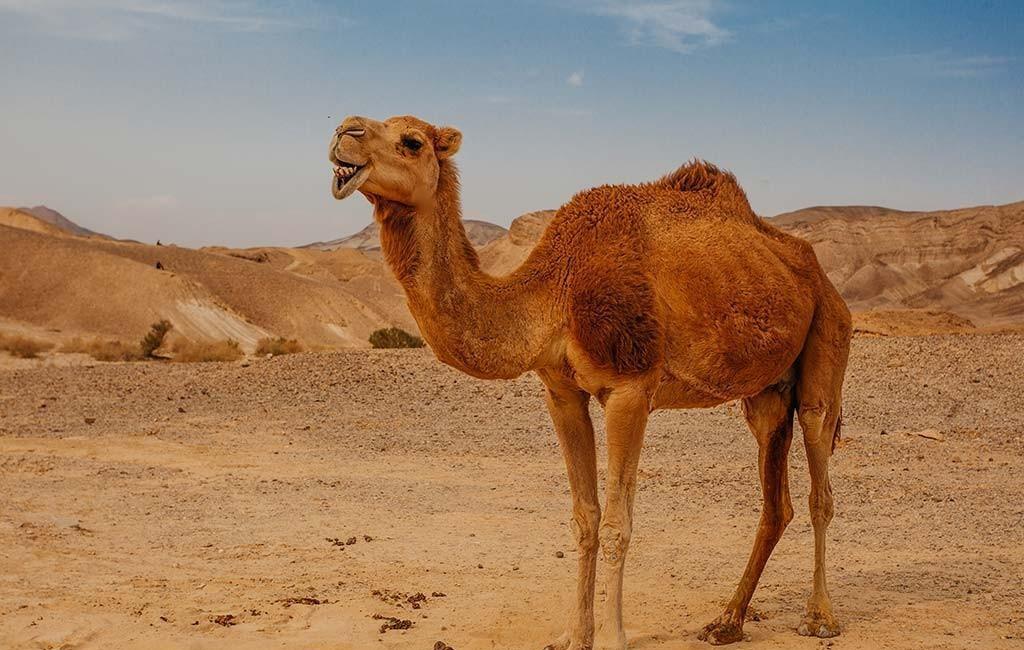 骆驼王者荣耀,骆驼是沙漠中的霸主