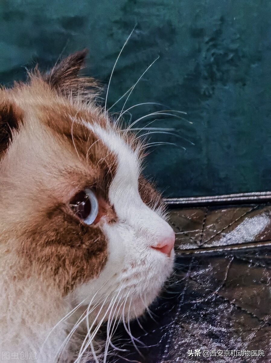 猫咪不能吃的食物有哪些,猫咪口炎吃什么食物好