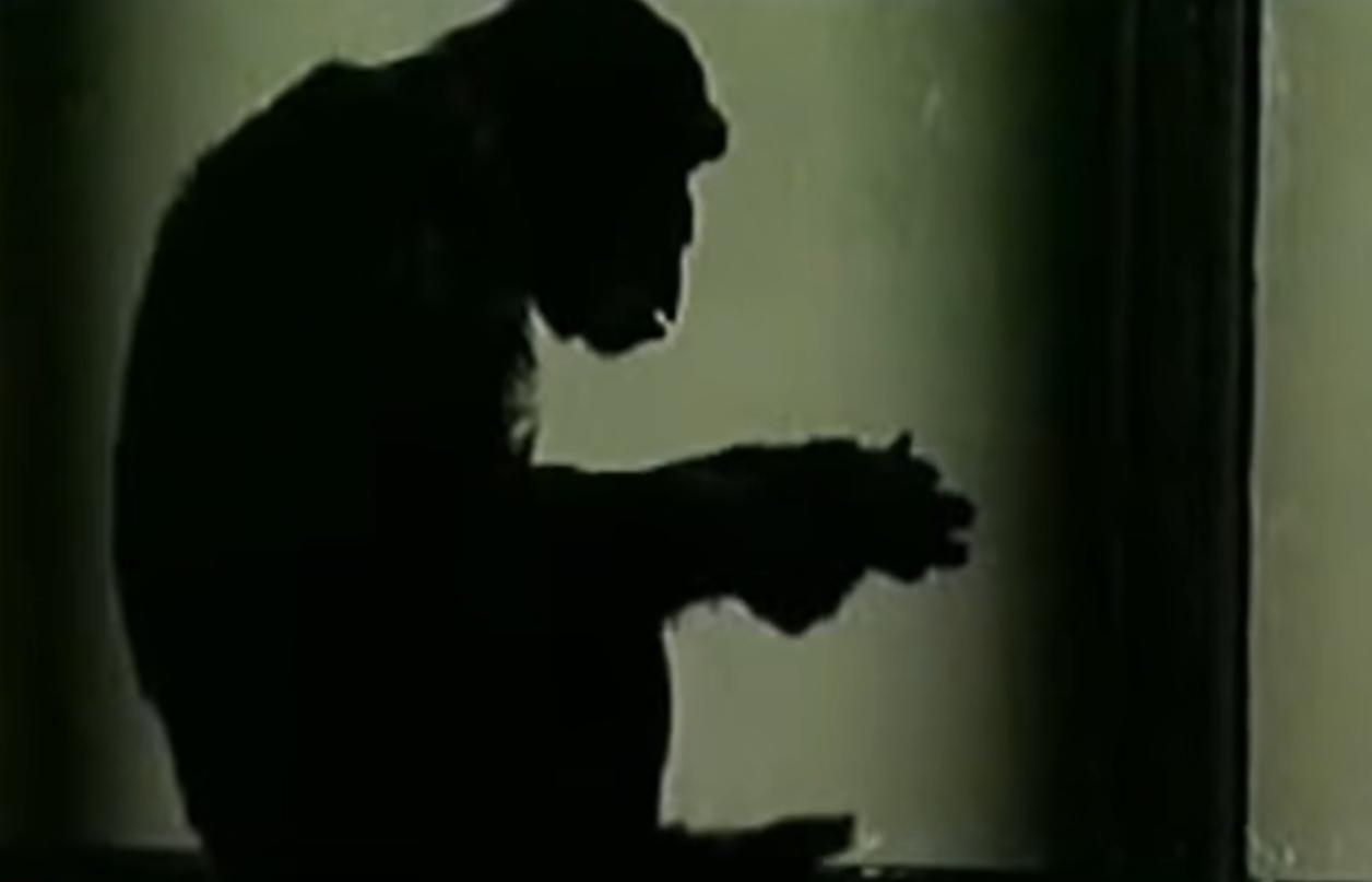 动物园的猩猩感染烟瘾,母猩猩染上烟瘾