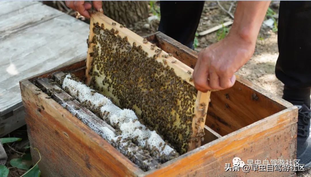 蜜蜂谷养殖,普定蜜蜂谷