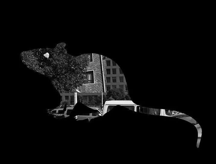 富国基金老鼠仓,富国老鼠仓基金公司