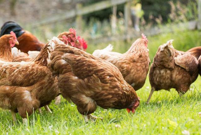 怎样养鸡养好鸡,养鸡小妙招怎样养好鸡