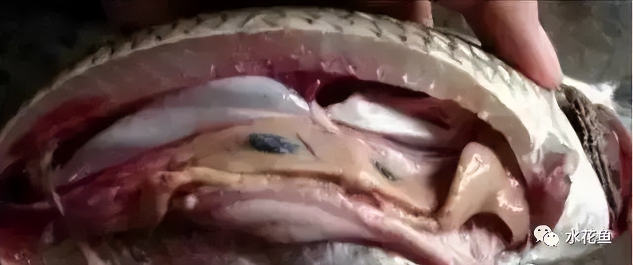 细菌性败血症鱼怎么治,淡水鱼败血症治疗