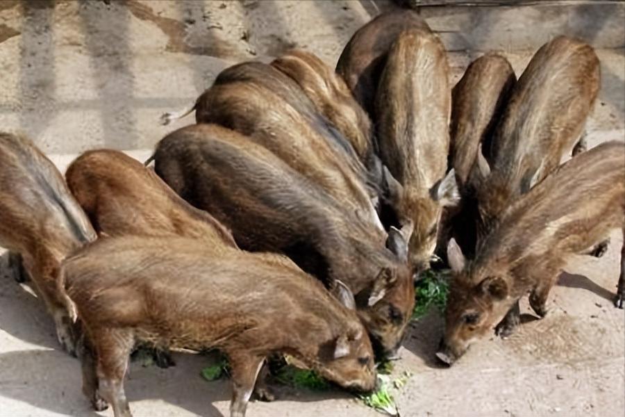 野猪养殖技术资料有哪些,3万元的野猪养殖技术