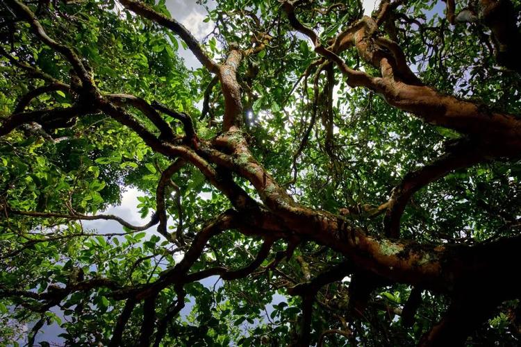 西双版纳和大理房价对比,西双版纳和海南的房价哪个好