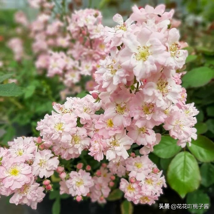 2019月季新品种金奖,超新品月季有哪些品种