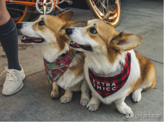 疫情狗狗在家不撒尿,疫情狗狗不在家尿尿怎么办