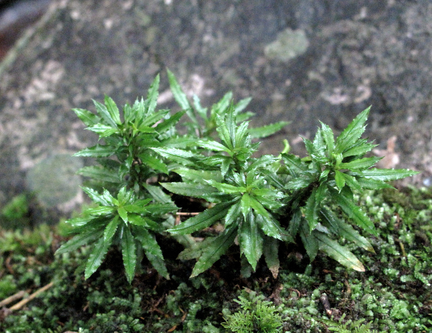 海曙龙观乡深山中首次发现珍稀兰科植物——浙江金线兰