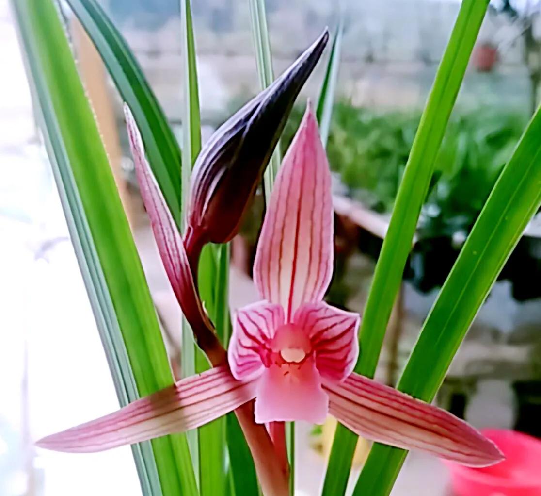 春剑中华红素兰花多少钱一苗,春剑中华红素上盆效果图