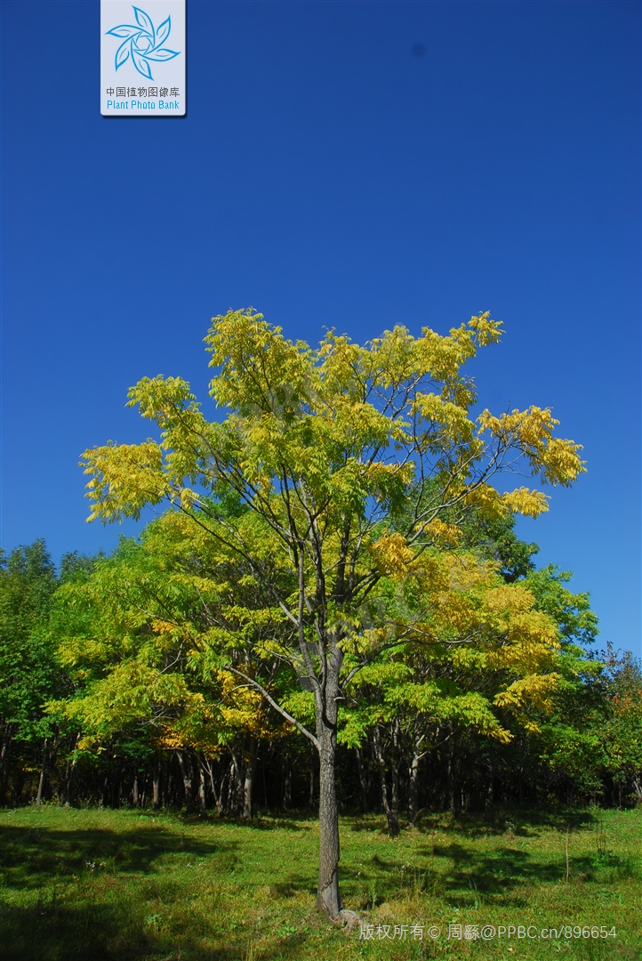 50亩山地种什么经济效益好,山东适合种的水果树种植