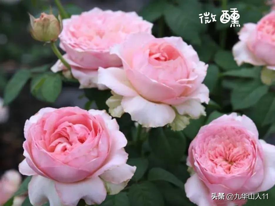 天狼无刺多头月季品种有哪些,天狼十大藤本月季排名