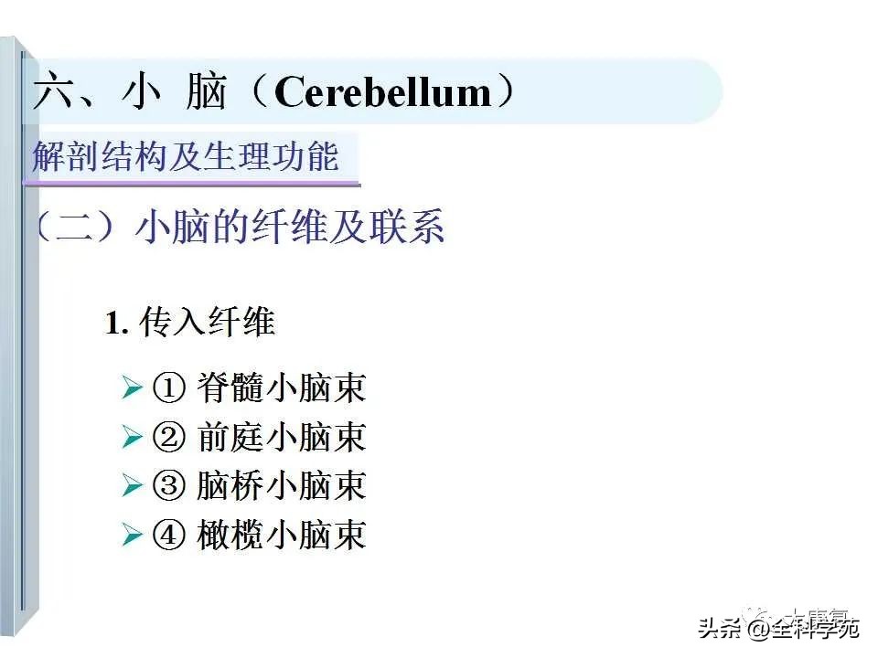 神经系统的影像与解剖定位,最全神经解剖图