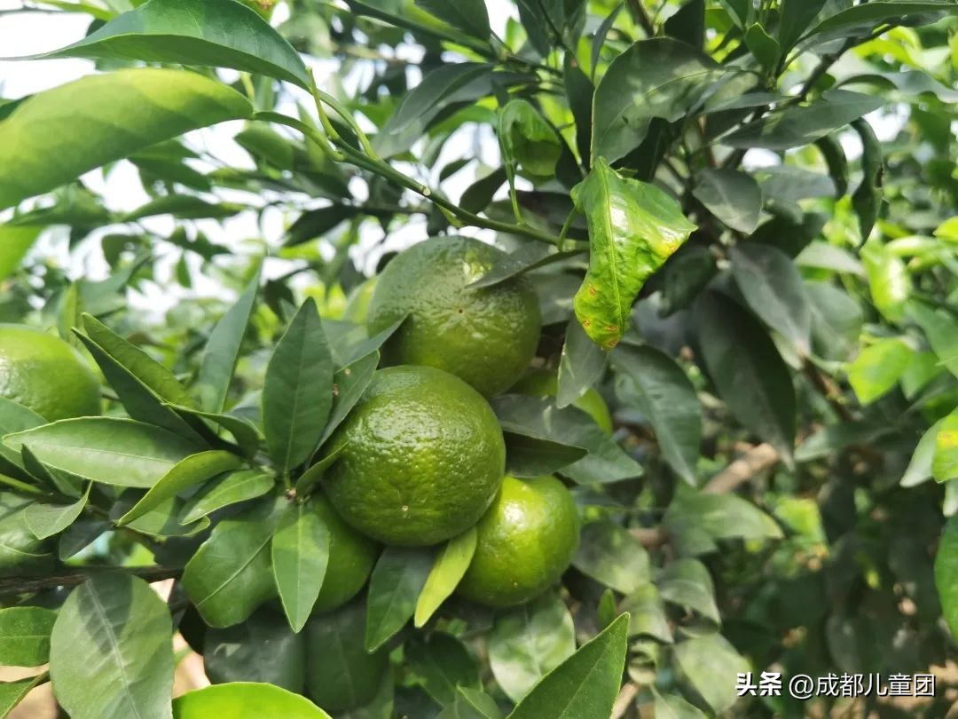 成都温江橘子采摘园推荐10月份,江苏附近橘子采摘园有哪些地方