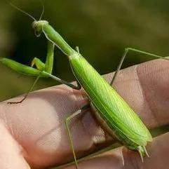 螳螂吃掉自己丈夫的头,螳螂为什么吃掉配偶螳螂吃蛇