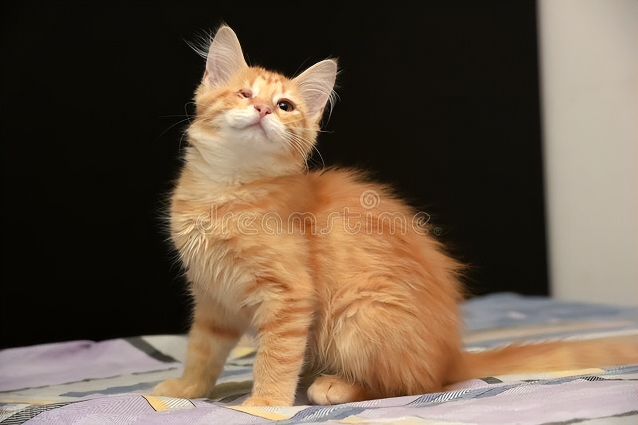 养宠家常备药有哪些,从业7年宠医分享新手养猫10条建议