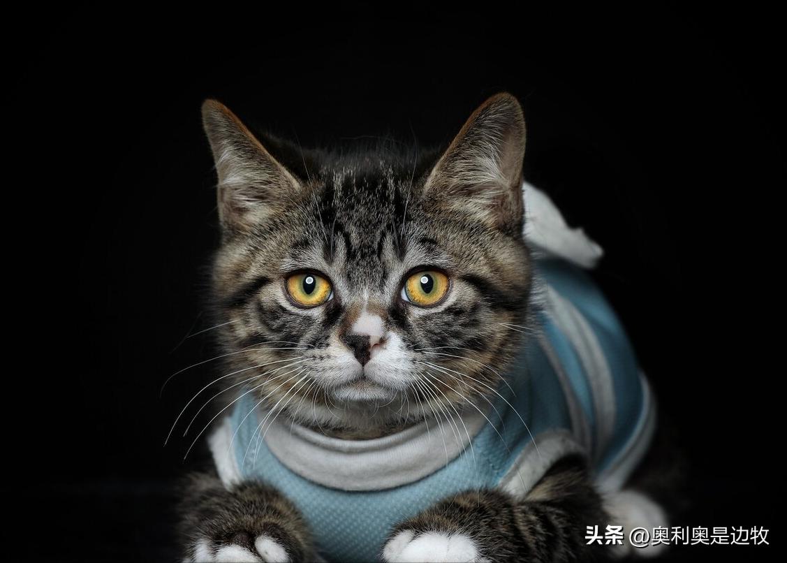 狸花猫是不是最善战的猫咪,狸花猫是战斗力最强的猫吗