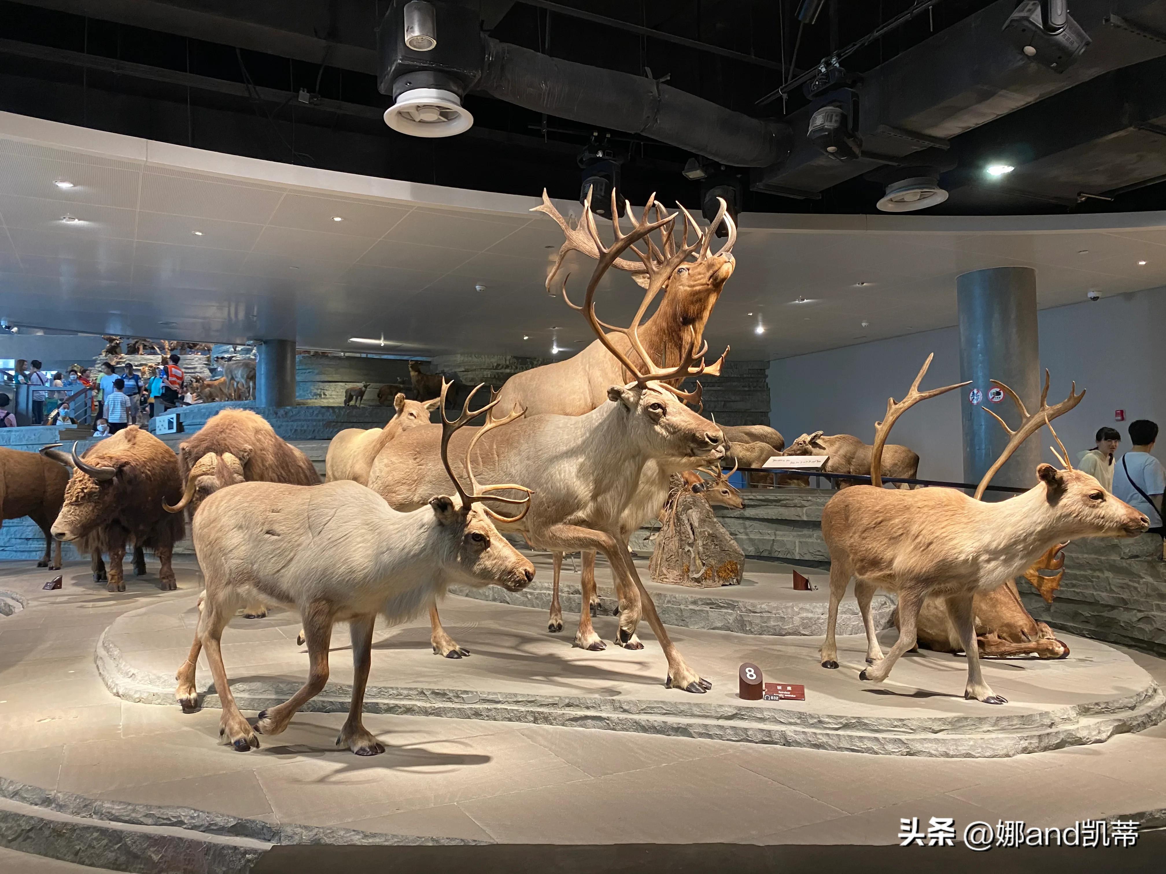 苏州高铁到上海自然博物馆攻略,最新苏州到上海自然博物馆怎么走