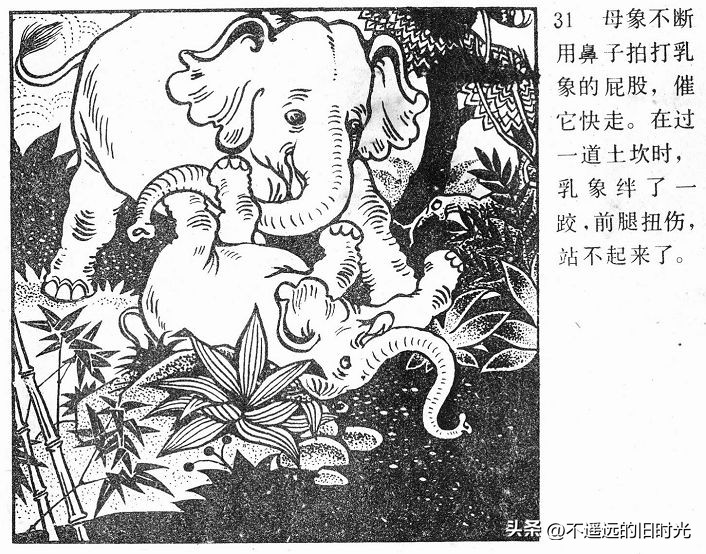 大象搬家,大象搬家河北