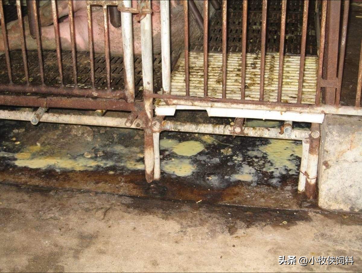 仔猪拉黄色稀屎怎么回事,仔猪拉黄屎是怎么回事