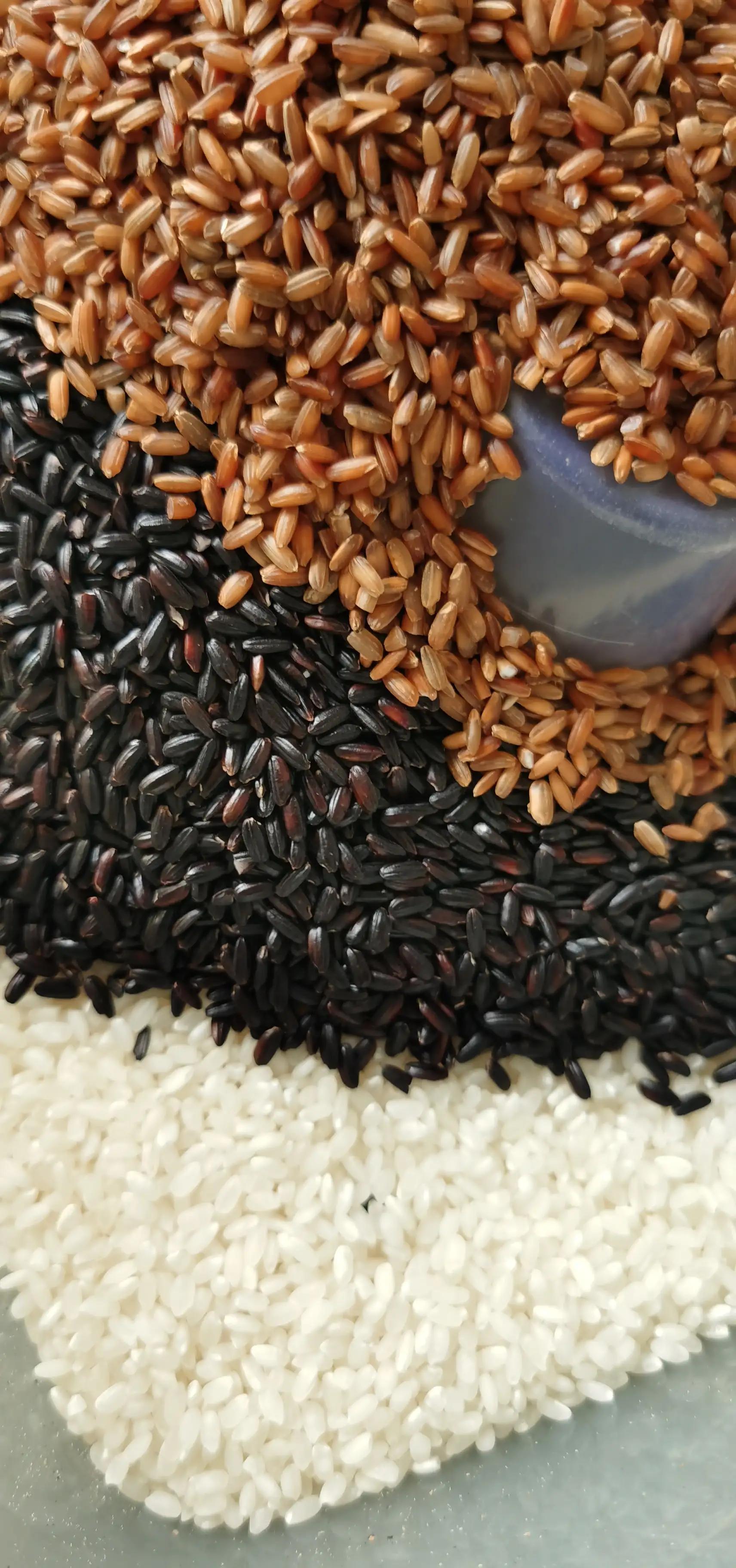 负米原文,负米到家春未尽