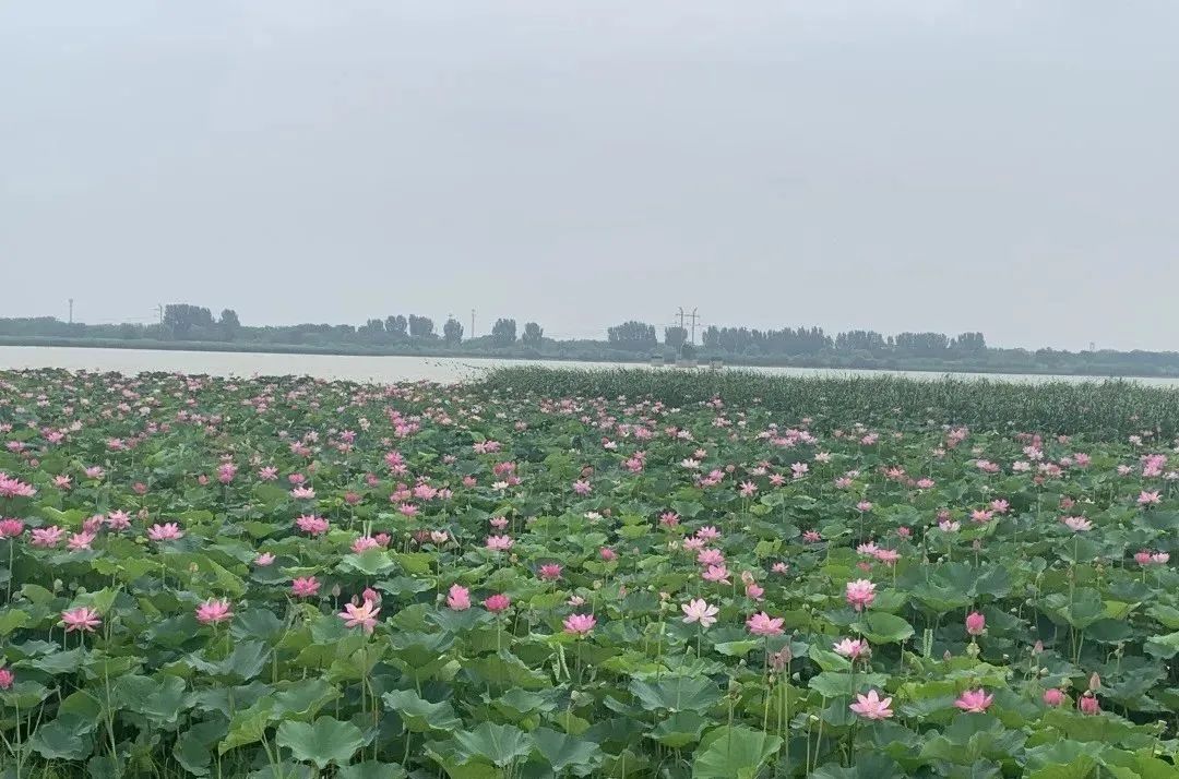 荷你有约环创,荷你有约完整视频