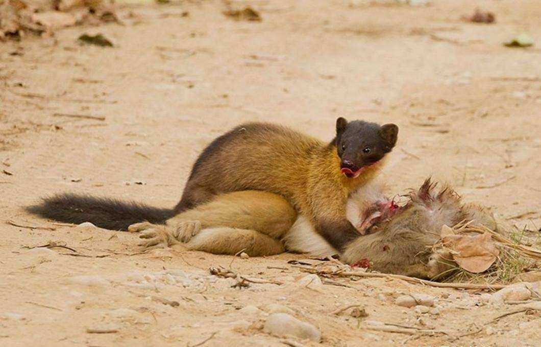 湖北出现“羌仔虎”，体型如狐外表可爱，却能单挑猴子猎杀野猪